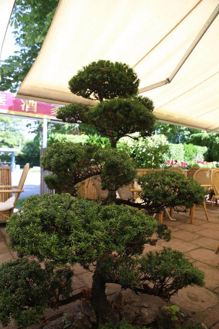 BonSai Garden China Restaurant in München